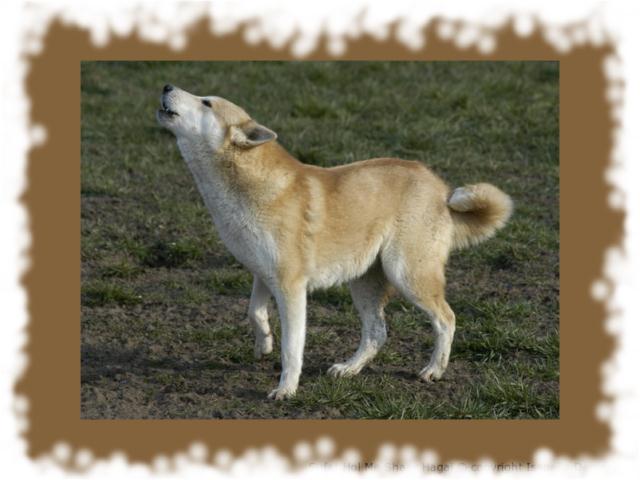 Chien de Canaan